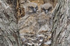 Great Horned Owl, Bubo virginianus