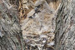 Great Horned Owl, Bubo virginianus