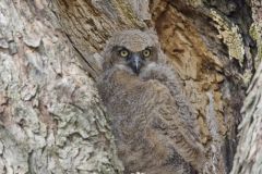 Great Horned Owl, Bubo virginianus