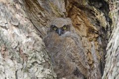 Great Horned Owl, Bubo virginianus