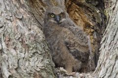 Great Horned Owl, Bubo virginianus