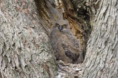 Great Horned Owl, Bubo virginianus