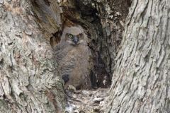 Great Horned Owl, Bubo virginianus