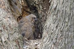 Great Horned Owl, Bubo virginianus