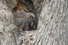 Great Horned Owl, Bubo virginianus