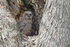 Great Horned Owl, Bubo virginianus