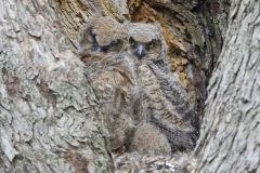 Great Horned Owl, Bubo virginianus