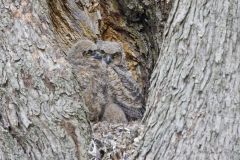 Great Horned Owl, Bubo virginianus