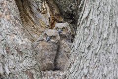 Great Horned Owl, Bubo virginianus