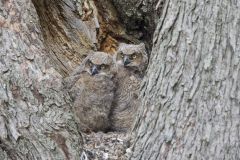 Great Horned Owl, Bubo virginianus