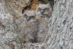 Great Horned Owl, Bubo virginianus