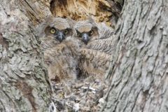 Great Horned Owl, Bubo virginianus