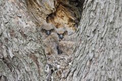 Great Horned Owl, Bubo virginianus