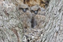 Great Horned Owl, Bubo virginianus