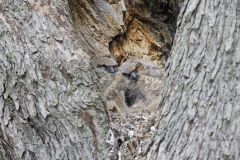 Great Horned Owl, Bubo virginianus