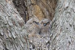 Great Horned Owl, Bubo virginianus