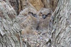 Great Horned Owl, Bubo virginianus