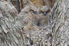 Great Horned Owl, Bubo virginianus