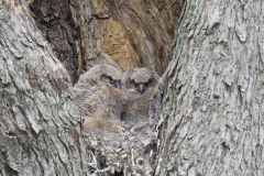 Great Horned Owl, Bubo virginianus