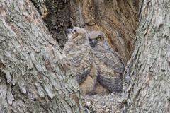 Great Horned Owl, Bubo virginianus