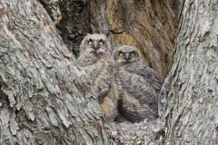 Great Horned Owl, Bubo virginianus