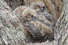 Great Horned Owl, Bubo virginianus