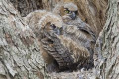 Great Horned Owl, Bubo virginianus