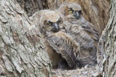 Great Horned Owl, Bubo virginianus