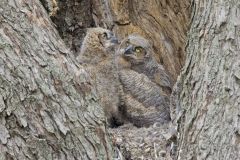 Great Horned Owl, Bubo virginianus