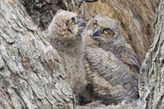 Great Horned Owl, Bubo virginianus