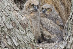 Great Horned Owl, Bubo virginianus