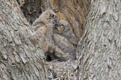 Great Horned Owl, Bubo virginianus