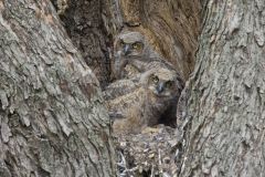 Great Horned Owl, Bubo virginianus