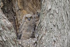 Great Horned Owl, Bubo virginianus