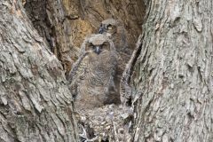 Great Horned Owl, Bubo virginianus