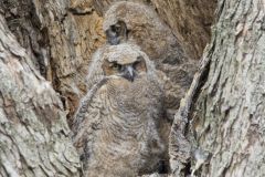 Great Horned Owl, Bubo virginianus