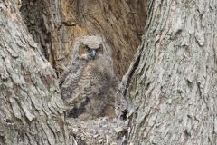 Great Horned Owl, Bubo virginianus