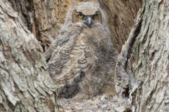 Great Horned Owl, Bubo virginianus