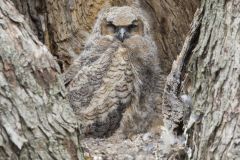 Great Horned Owl, Bubo virginianus