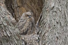 Great Horned Owl, Bubo virginianus