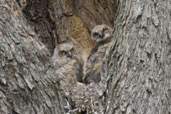 Great Horned Owl, Bubo virginianus