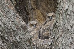 Great Horned Owl, Bubo virginianus