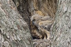 Great Horned Owl, Bubo virginianus