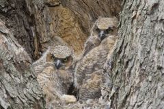 Great Horned Owl, Bubo virginianus