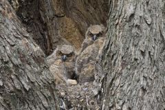 Great Horned Owl, Bubo virginianus