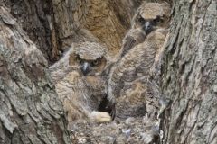 Great Horned Owl, Bubo virginianus