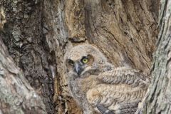 Great Horned Owl, Bubo virginianus