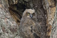 Great Horned Owl, Bubo virginianus