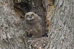 Great Horned Owl, Bubo virginianus