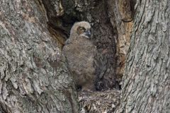 Great Horned Owl, Bubo virginianus